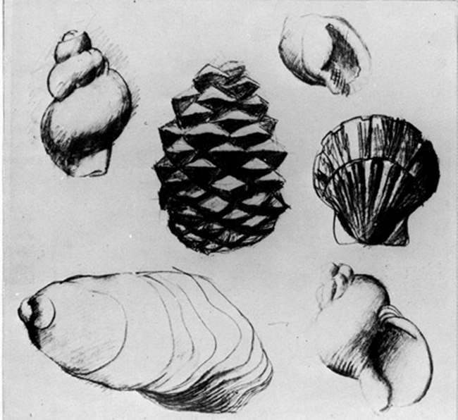 Корбюзье -эскизы для гравюр, наброски елей и раковин 1901-03-2